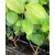 Fekete berkenye Aronia prunifolia Nero Tápkockás