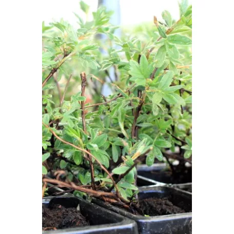 Cserjés pimpó Potentilla frut. Goldstar Tápkockás