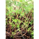 Cserjés pimpó Potentilla frut. Kobold Tápkockás