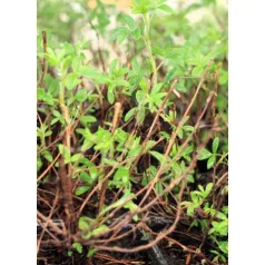 Cserjés pimpó Potentilla frut. Kobold Tápkockás