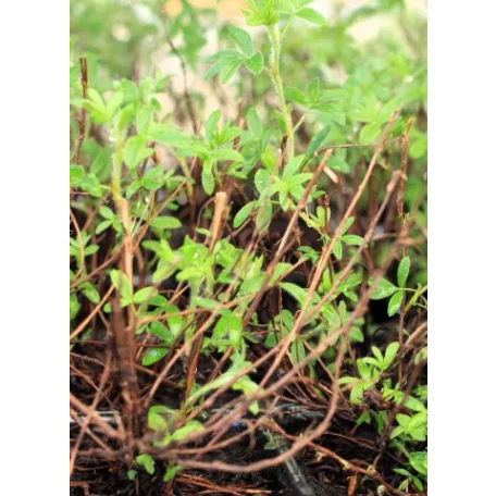 Cserjés pimpó Potentilla frut. Kobold Tápkockás
