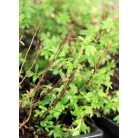 Cserjés pimpó Potentilla frut. Kobold Tápkockás