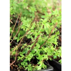 Cserjés pimpó Potentilla frut. Kobold Tápkockás