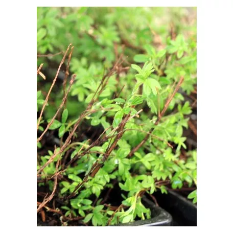 Cserjés pimpó Potentilla frut. Kobold Tápkockás