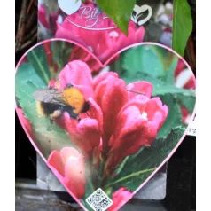 Rózsalonc Weigela florida Big Love Tápkockás