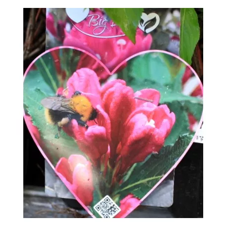 Rózsalonc Weigela florida Big Love Tápkockás