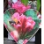 Rózsalonc Weigela florida Big Love Tápkockás