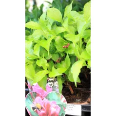 Rózsalonc Weigela florida Big Love Tápkockás