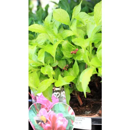 Rózsalonc Weigela florida Big Love Tápkockás