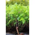 Rózsalonc Weigela Picobella Rosa Tápkockás