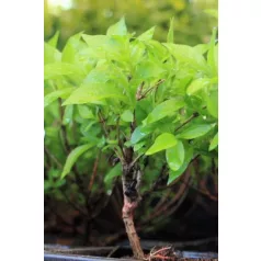Rózsalonc Weigela Picobella Rosa Tápkockás