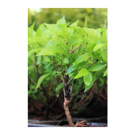 Rózsalonc Weigela Picobella Rosa Tápkockás