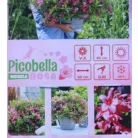 Rózsalonc Weigela Picobella Rosa Tápkockás