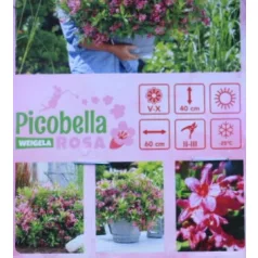 Rózsalonc Weigela Picobella Rosa Tápkockás