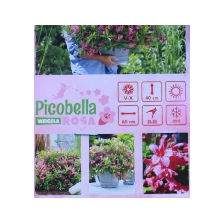 Rózsalonc Weigela Picobella Rosa Tápkockás