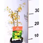 Japán juhar Acer palmatum Katsura P10,5