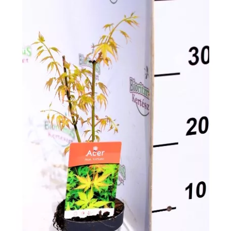 Japán juhar Acer palmatum Katsura P10,5