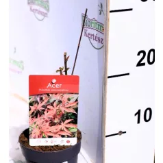  Vöröslevelű japán juhar Acer palmatum Atropurpureum P10,5