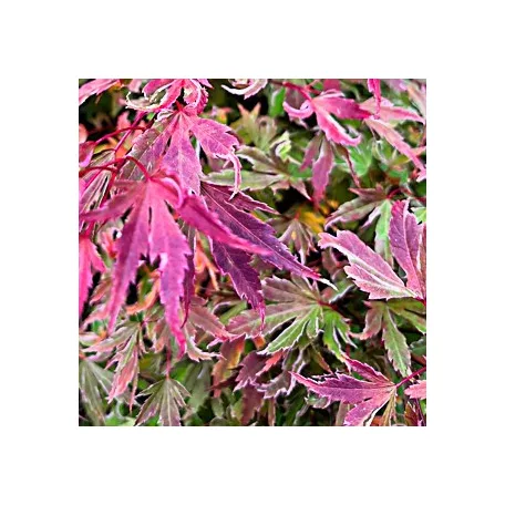 Japán juhar Acer palmatum Metamorphosa P10,5