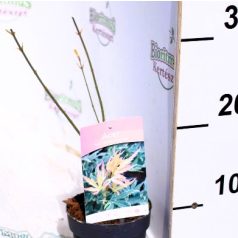 Japán juhar Acer palmatum Metamorphosa P10,5