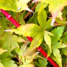 Japán juhar Acer palmatum Sangokaku P10,5