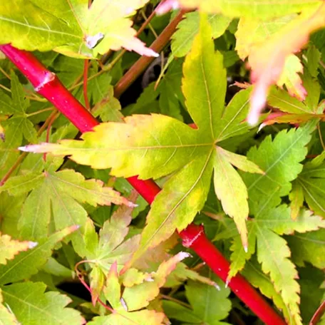 Japán juhar Acer palmatum Sangokaku P10,5