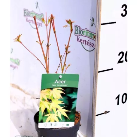 Japán juhar Acer palmatum Sangokaku P10,5