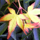 Japán juhar Acer palmatum P10,5