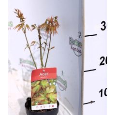 Japán juhar Acer palmatum P10,5