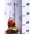 Vöröslevelű japán juhar Acer palmatum Atropurpureum P15