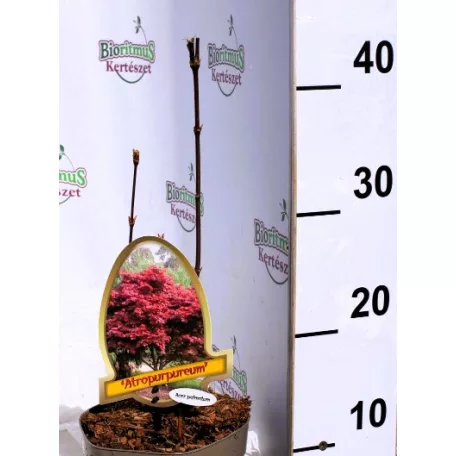 Vöröslevelű japán juhar Acer palmatum Atropurpureum P15