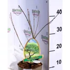 Csipkézett levelű japán juhar Acer palmatum Emerald Lace P15