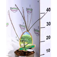   Csipkézett levelű japán juhar Acer palmatum Emerald Lace P15