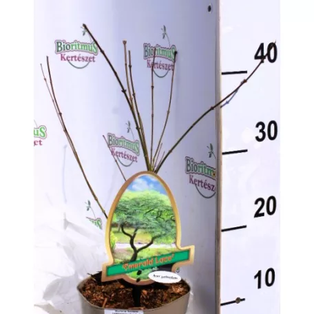 Csipkézett levelű japán juhar Acer palmatum Emerald Lace P15