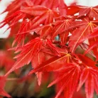 Japán juhar Acer palmatum Beni Maiko P15