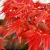 Japán juhar Acer palmatum Beni Maiko P15