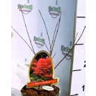 Japán juhar Acer palmatum Beni Maiko P15