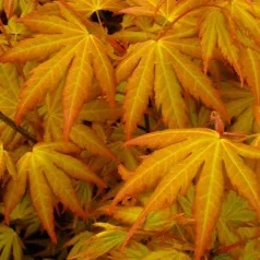 Japán juhar Acer palmatum Orange Dream P15