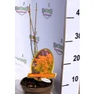 Japán juhar Acer palmatum Orange Dream P15