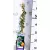 Golgotavirág, Kék golgotavirág Passiflora caerulea P15