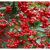 Tűztövis, Piros bogyójú tűztövis Pyracantha cocc. Red Column