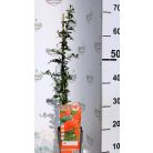 Tűztövis, Piros bogyójú tűztövis Pyracantha cocc. Red Column