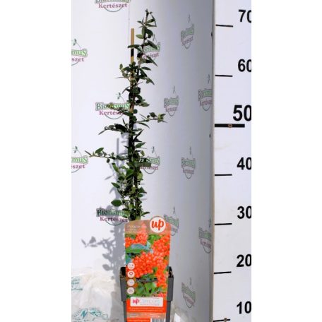 Tűztövis, Piros bogyójú tűztövis Pyracantha cocc. Red Column