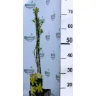 Téli jázmin Jasminum nudiflorum P15