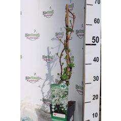 Kúszó hortenzia Hydrangea petiolaris P15