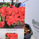 Kínai selyemmirtusz Lagerstroemia Red V2
