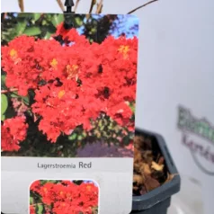 Kínai selyemmirtusz Lagerstroemia Red V2