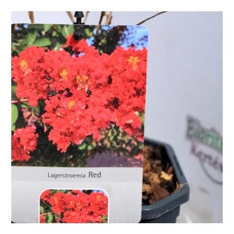 Kínai selyemmirtusz Lagerstroemia Red V2
