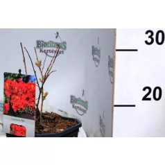 Kínai selyemmirtusz Lagerstroemia Red V2