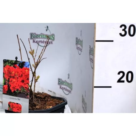 Kínai selyemmirtusz Lagerstroemia Red V2